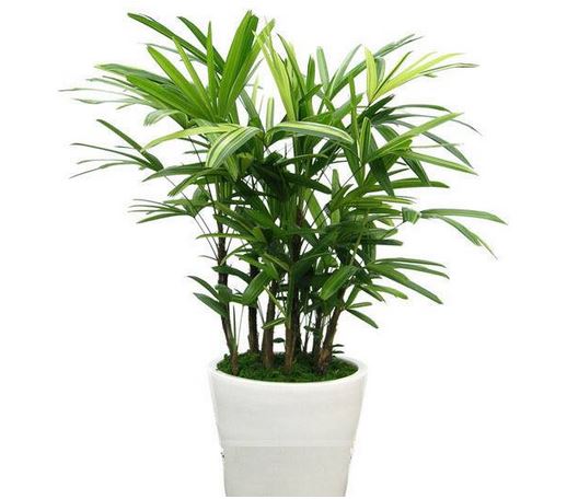 ˮ���Ԣ�⹦Ч������ ������ˮ���ˮ�������������˺÷�������