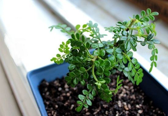 ����ľ����ֳ������ȫ�ͻ���Ҫע������ ����ľ�辰�޼�����ͼ��