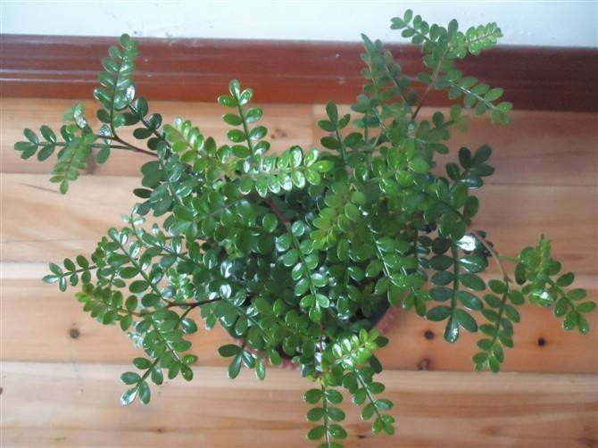 ����ľ����ֳ������ȫ�ͻ���Ҫע������ ����ľ�辰�޼�����ͼ��