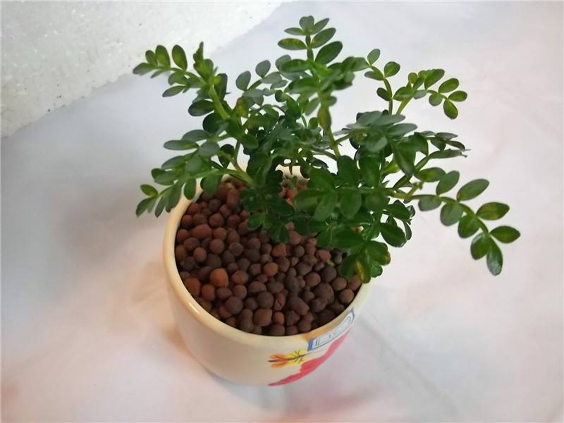 ����ľ����ֳ������ȫ�ͻ���Ҫע������ ����ľ�辰�޼�����ͼ��