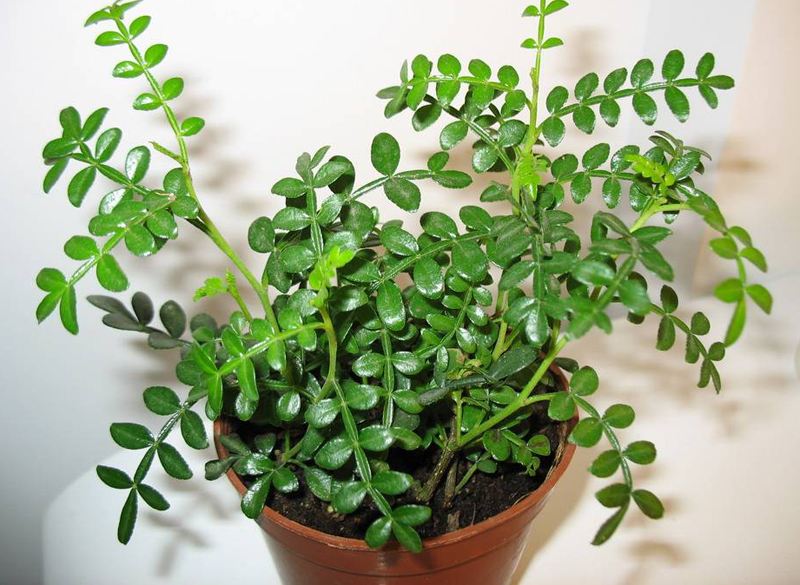 ����ľ����ֳ������ȫ�ͻ���Ҫע������ ����ľ�辰�޼�����ͼ��