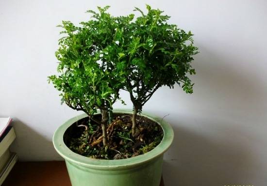 ����ľ�ܷ���������ſ������Ʋ��� ����ľ�Ĺ�Ч������