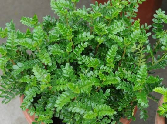 ����ľ�ܷ���������ſ������Ʋ��� ����ľ�Ĺ�Ч������