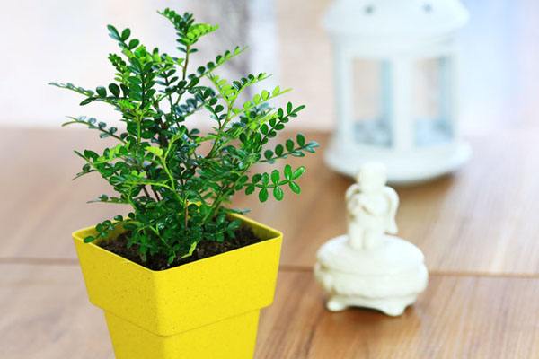 ����ľ�ܷ���������ſ������Ʋ��� ����ľ�Ĺ�Ч������