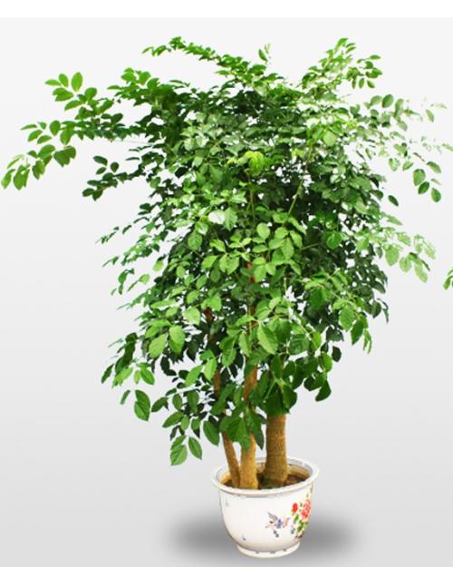 �Ҹ�����ˮ��������Щ��ˮ��ΰڷ� �Ҹ����ڷŽ��ɷ����ĺ÷�ˮ