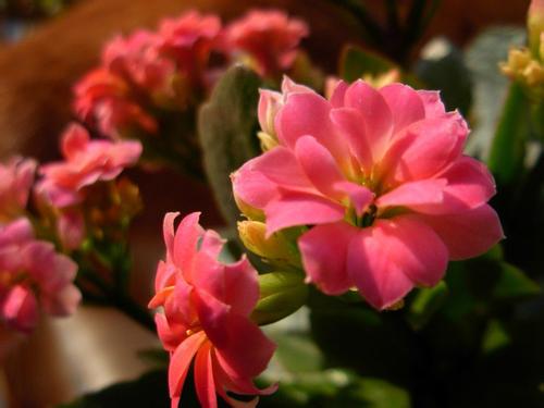 长寿花图片怎么养可以养几年好养吗 长寿花的养殖方法和注意事项