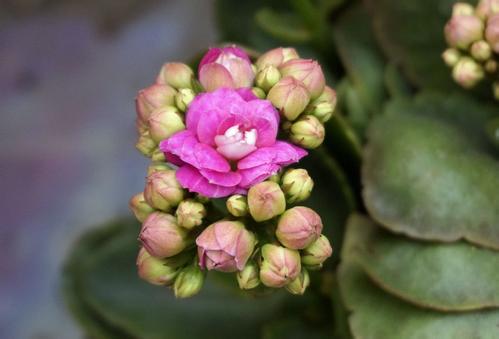 长寿花有哪些品种哪种花色最好看 长寿花最好品种及图片大全