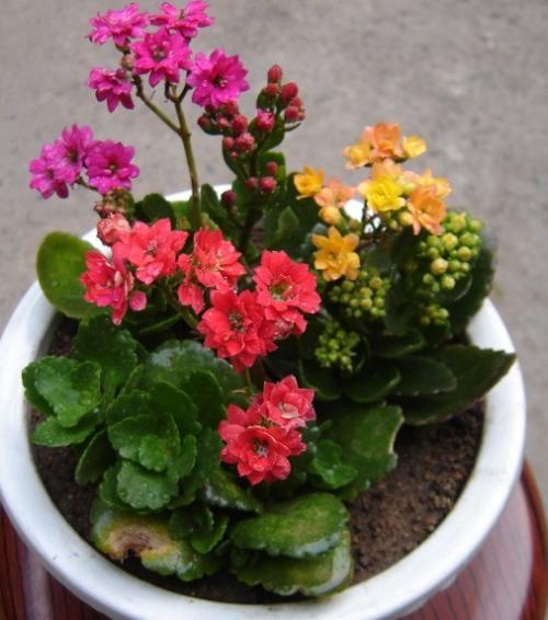 长寿花有哪些品种哪种花色最好看 长寿花最好品种及图片大全