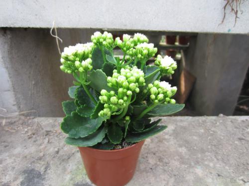 长寿花叶子发黄发软怎么办原因及处理方法 长寿花的叶子能喷水吗