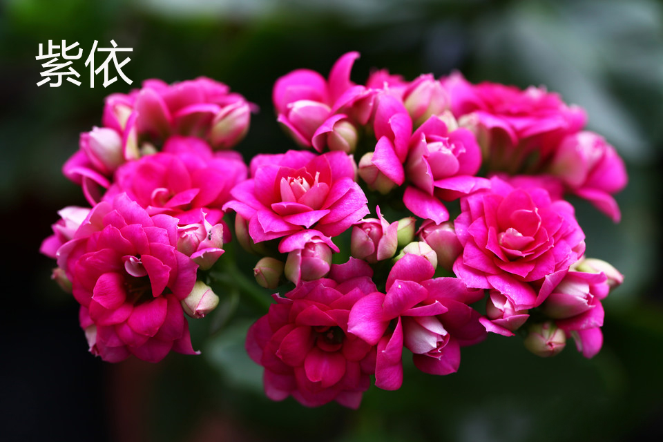 长寿花叶子发黄发软怎么办原因及处理方法 长寿花的叶子能喷水吗