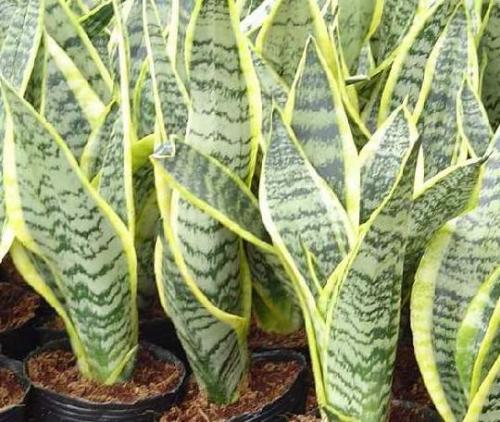 虎尾兰和虎皮兰如何辨认区别是什么?虎尾兰和虎皮兰哪个好?