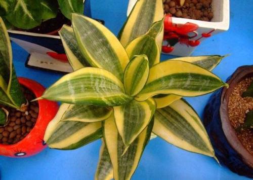 βͻƤαʲôβͻƤĸã