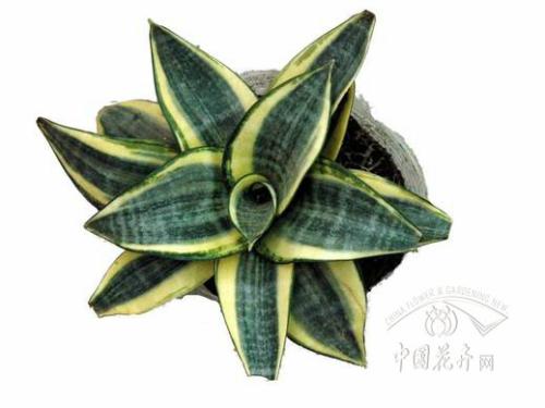 虎尾兰和虎皮兰如何辨认区别是什么?虎尾兰和虎皮兰哪个好?