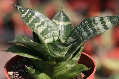 虎尾兰和虎皮兰如何辨认区别是什么?虎尾兰和虎皮兰哪个好?