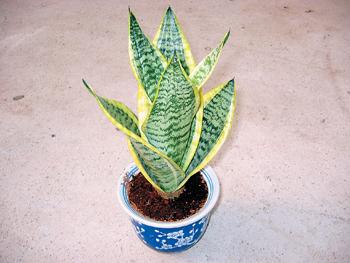 虎尾兰和虎皮兰如何辨认区别是什么?虎尾兰和虎皮兰哪个好?