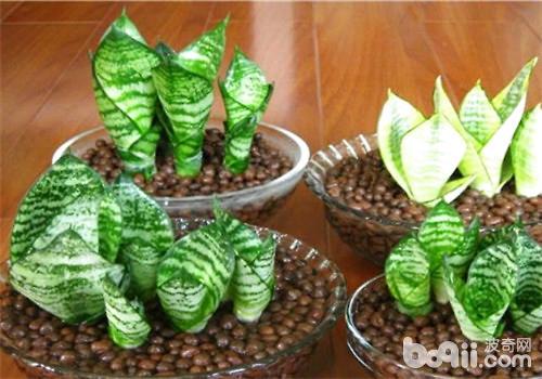 虎尾兰和虎皮兰如何辨认区别是什么?虎尾兰和虎皮兰哪个好?