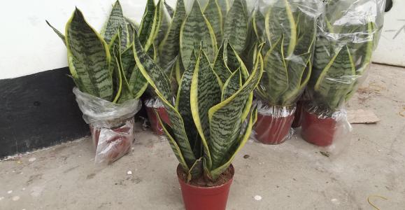 不得不看的虎尾兰的养殖方法和长高秘诀, 养殖时需要注意什么?