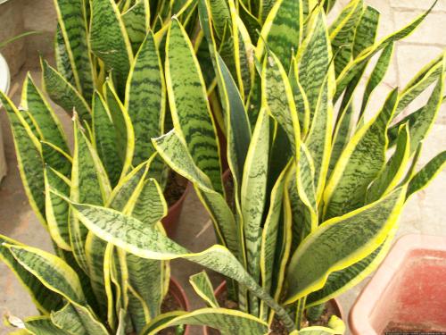 虎尾兰缺水厉害会死吗?虎尾兰多久浇一次水怎么浇最好?