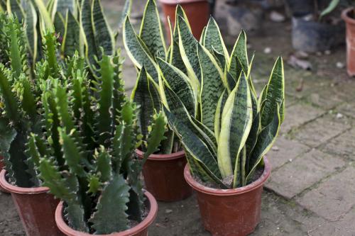 虎尾兰缺水厉害会死吗?虎尾兰多久浇一次水怎么浇最好?