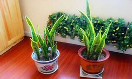 虎尾兰缺水厉害会死吗?虎尾兰多久浇一次水怎么浇最好?