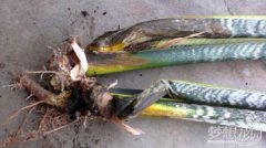 虎尾兰种植常见的几个问题及具体挽救方法介绍