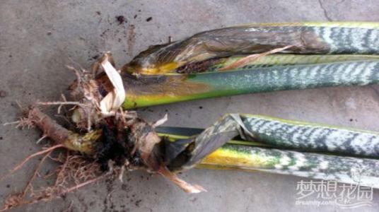 ��β����ֲ�����ļ������⼰������ȷ�������