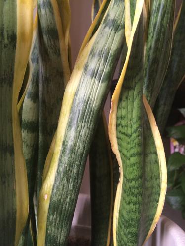 ��β����ֲ�����ļ������⼰������ȷ�������