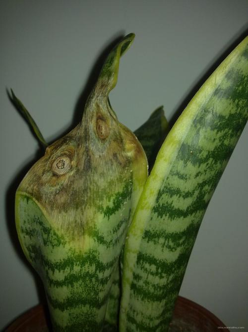 ��β����ֲ�����ļ������⼰������ȷ�������