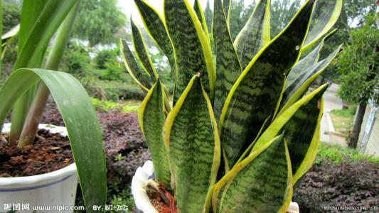 虎尾兰种植常见的几个问题及具体挽救方法介绍