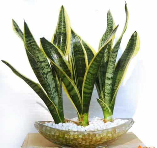 虎尾兰能水培吗?如何水培虎尾兰方法和技巧详细介绍?