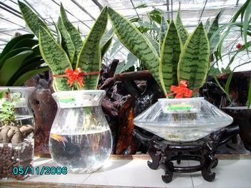 虎尾兰能水培吗?如何水培虎尾兰方法和技巧详细介绍?