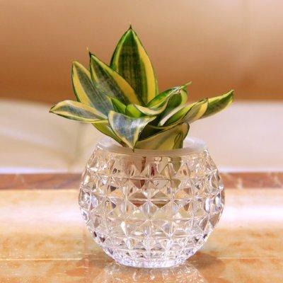 虎尾兰能水培吗?如何水培虎尾兰方法和技巧详细介绍?