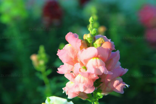 �������ô�� ����ݿ���ˮ��ô ����ݵ���ֳ������ע������