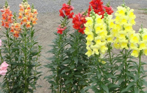 金鱼草怎么养 金鱼草可以水养么 金鱼草的养殖方法和注意事项