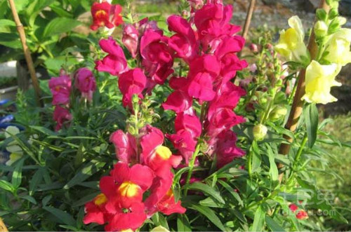 金鱼草有毒吗可以养在是室内吗 金鱼草有什么作用功能