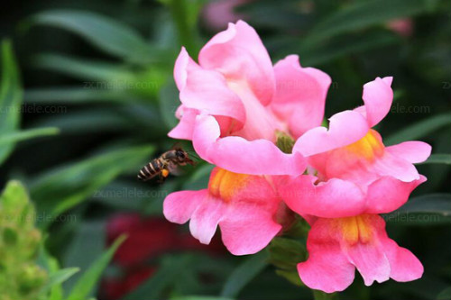 金鱼草有毒吗可以养在是室内吗 金鱼草有什么作用功能