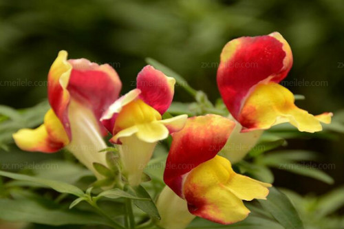 金鱼草有毒吗可以养在是室内吗 金鱼草有什么作用功能