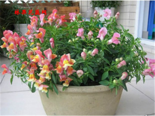 金鱼草有毒吗可以养在是室内吗 金鱼草有什么作用功能