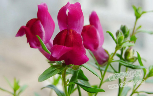 金鱼草有毒吗可以养在是室内吗 金鱼草有什么作用功能