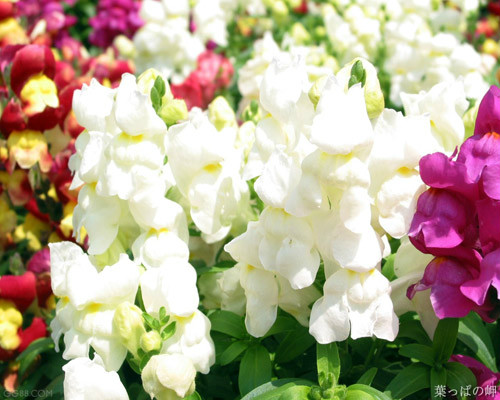 ����ݵĻ�����ʲô �������ʲôԢ�� ���ڽ���ݵĴ�˵����