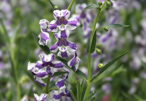 ����ݵĻ�����ʲô �������ʲôԢ�� ���ڽ���ݵĴ�˵����