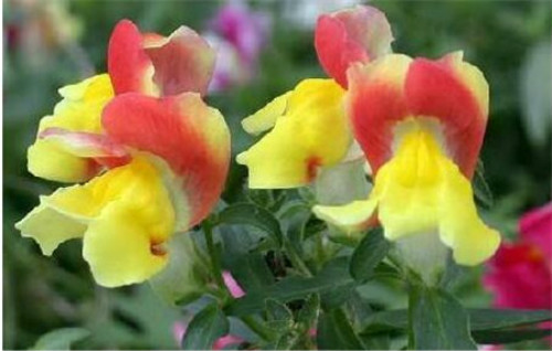 ����ݵĻ�����ʲô �������ʲôԢ�� ���ڽ���ݵĴ�˵����