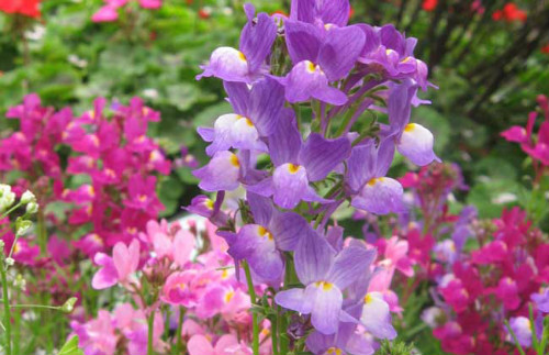 ����ݵĻ�����ʲô �������ʲôԢ�� ���ڽ���ݵĴ�˵����