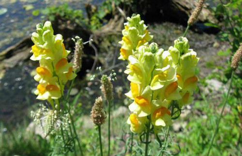 ����ݵĻ�����ʲô �������ʲôԢ�� ���ڽ���ݵĴ�˵����