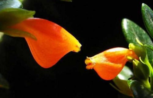 ����ݵĻ�����ʲô �������ʲôԢ�� ���ڽ���ݵĴ�˵����