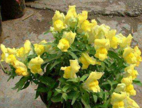 ����ݵĻ�����ʲô �������ʲôԢ�� ���ڽ���ݵĴ�˵����