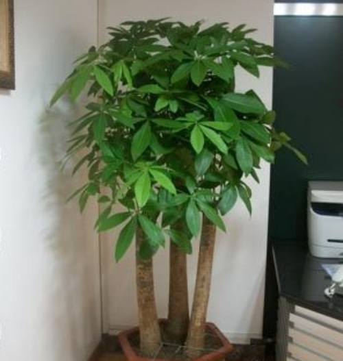 ��������ô�����ܸ���ʢ  ����������ֳ������ע�������ȫ