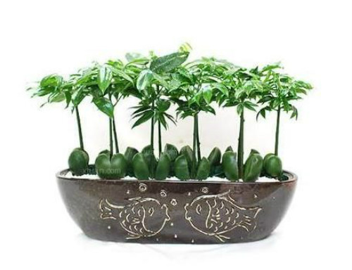 ��������ô�����ܸ���ʢ  ����������ֳ������ע�������ȫ