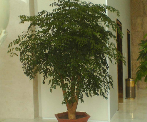 富贵树叶子发黄怎么办 富贵树叶子软叶片黄黑什么原因怎么解决