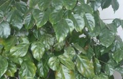 Ҷӷô ҶҶƬƺʲôԭô